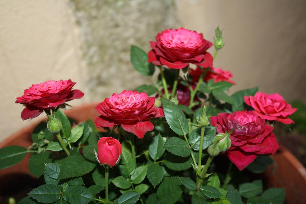 Anemones Rooms Chania  Bagian luar foto